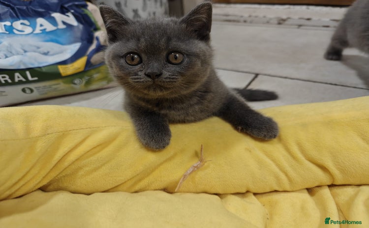 British Shorthair cats - Advert 14