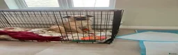 Mixed Breed dogs for adoption: Meet Missy, currently residing in Cheshire  - Advert 6