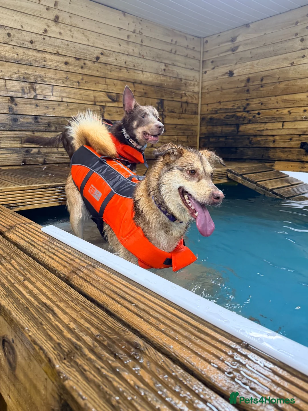 Mixed Breed dogs for sale: Sad rehome, malamute mix in Wotton-under-Edge - Advert 2