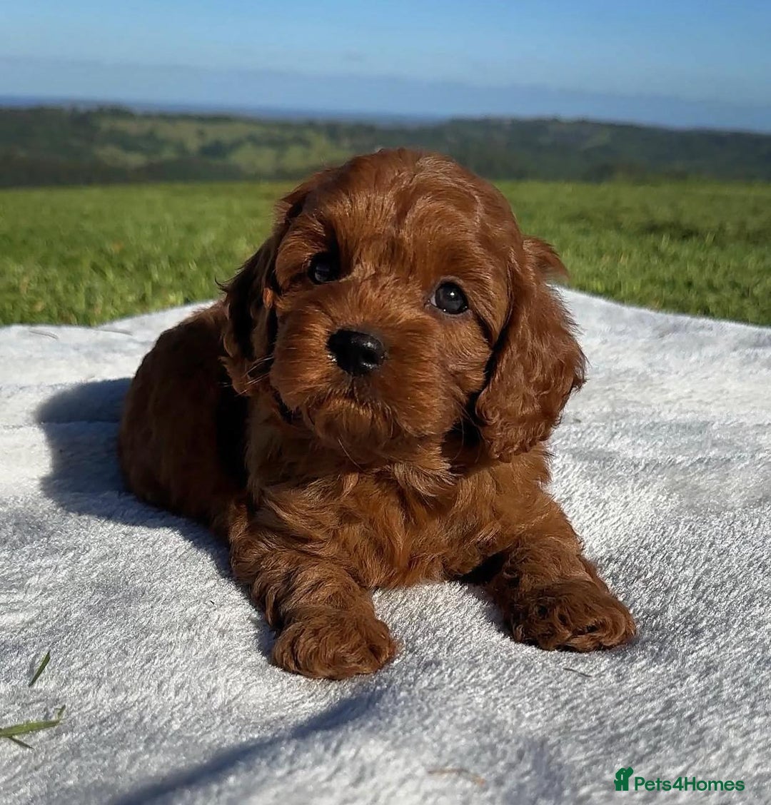 Cavapoo dogs for sale: Beautiful purebred Cavapoo Puppies - Image 7