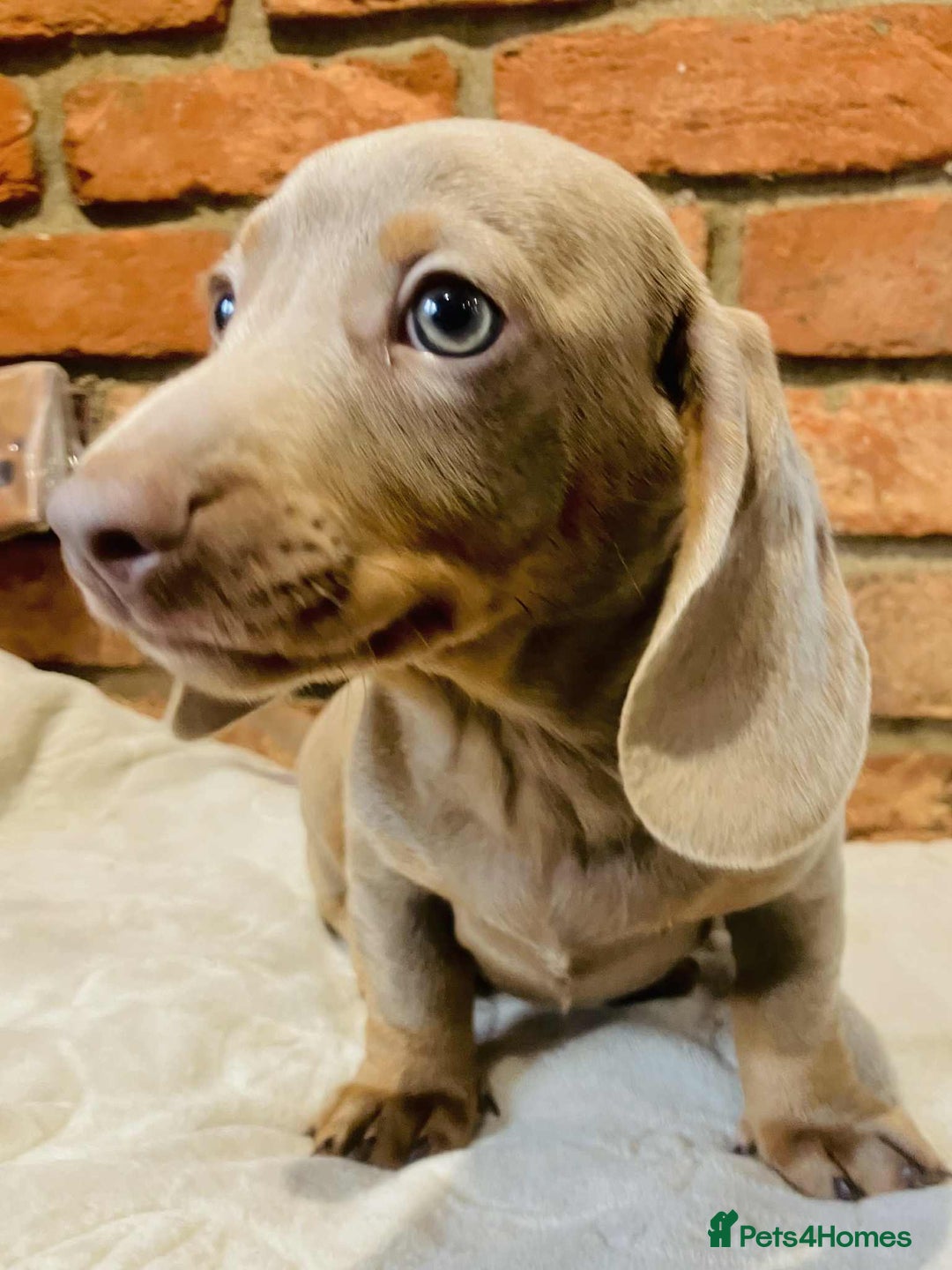 Miniature Dachshund dogs for sale: FULLY VACCINATED ISABELLA MINIATURE DACHSHUND BOY - Advert 1