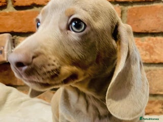 Miniature Dachshund dogs FULLY VACCINATED ISABELLA MINIATURE DACHSHUND BOY - Advert 6