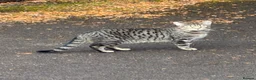 Maine Coon cats for sale: Maine Coon x Silver Tabby British Short hair - Advert 13