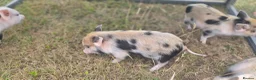 Pig livestock for sale: Hand reared piglets  in Canterbury - Advert 4