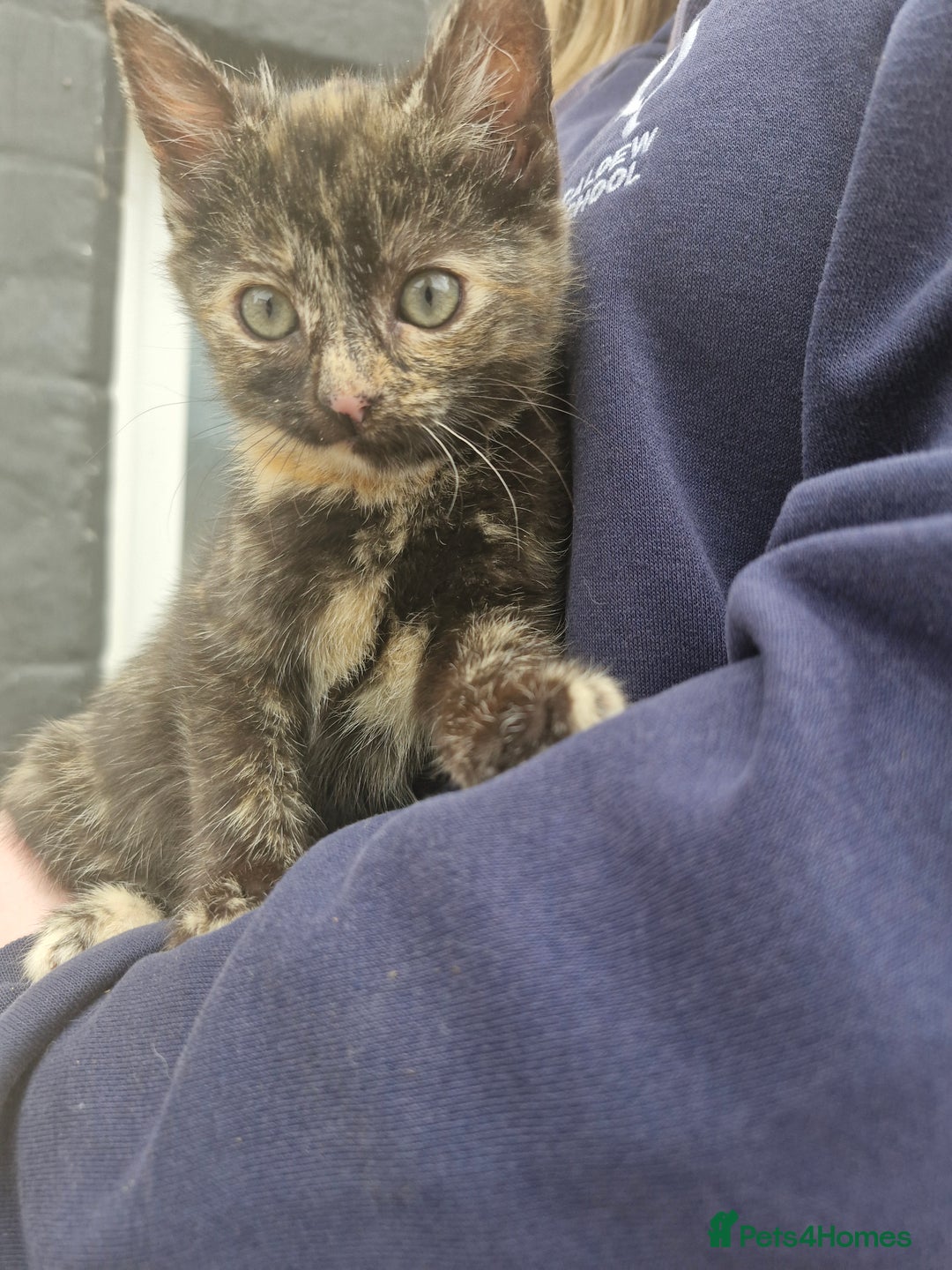 British Shorthair cats for sale: Kittens looking for their forever home  - Image 1