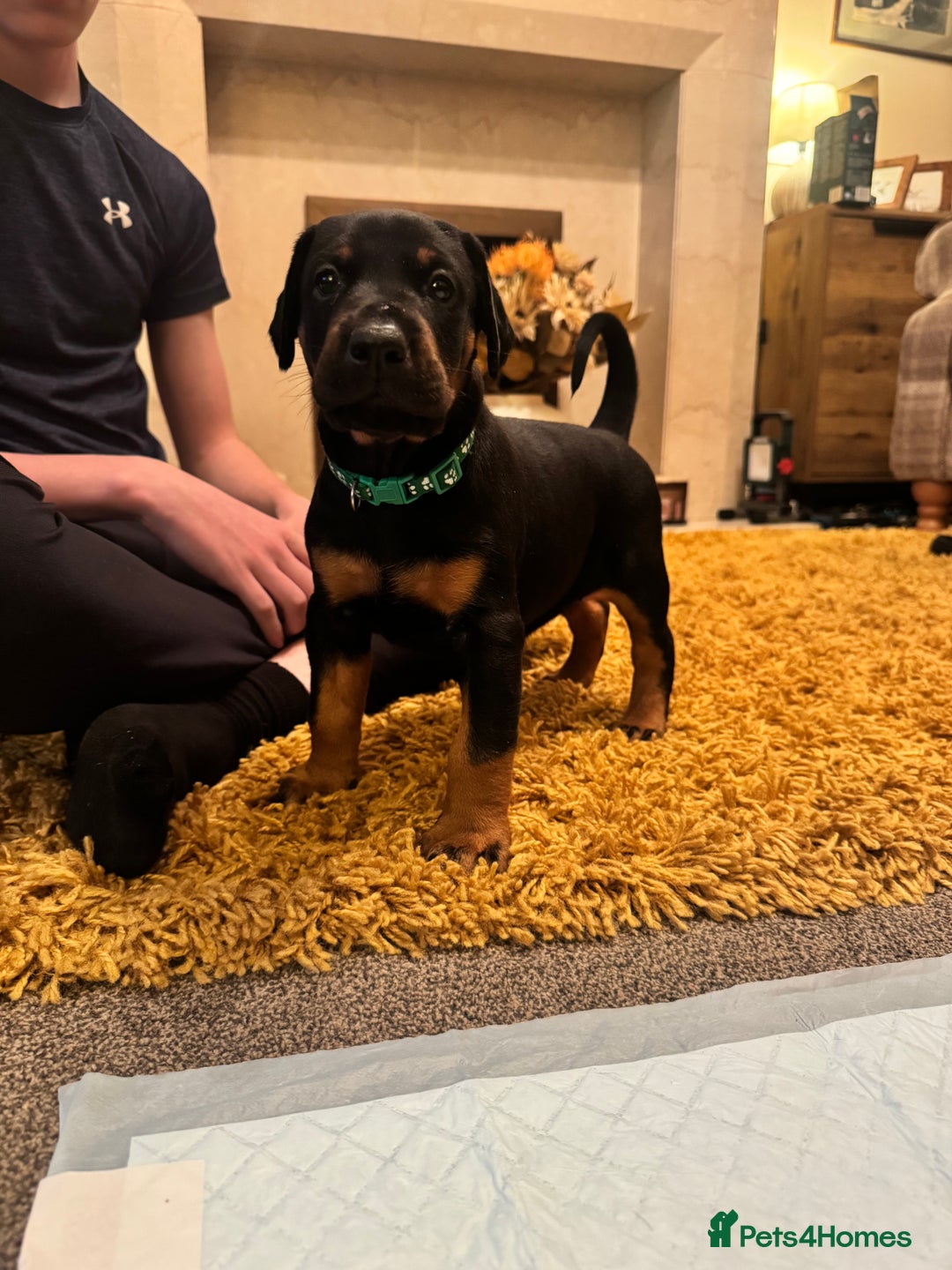 Dobermann dogs for sale: Dobermann puppies - Advert 7