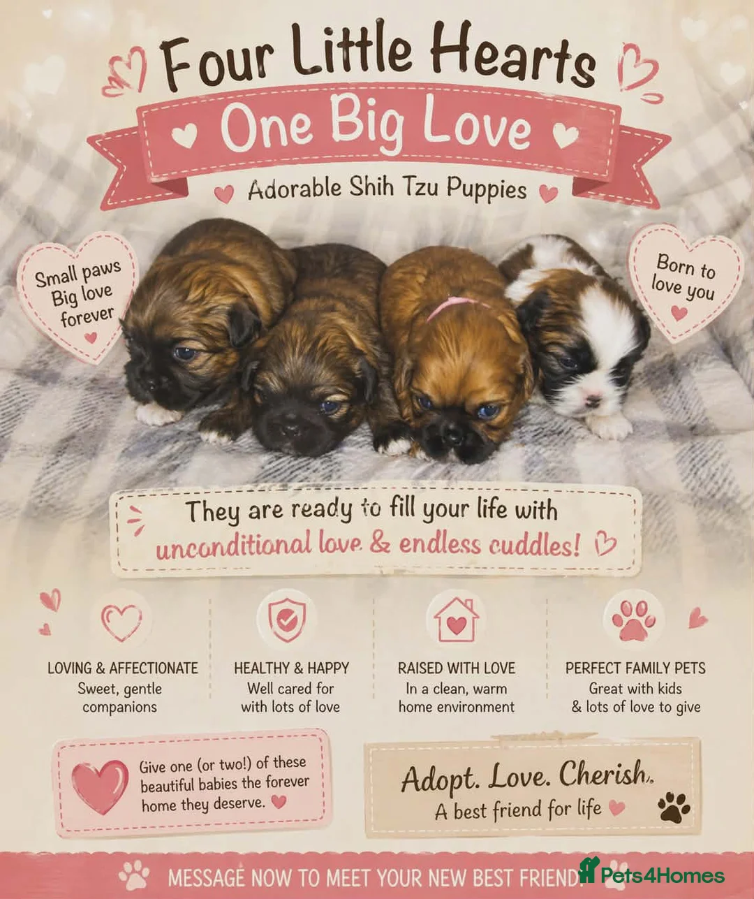 Shih Tzu dogs for sale: Imperial shih tzu - Advert 1