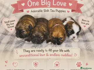 Shih Tzu dogs Imperial shih tzu - Advert 1