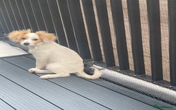 Mixed Breed dogs for sale: 4 month old female Cockerspaniel x Pom puppy - Image 2