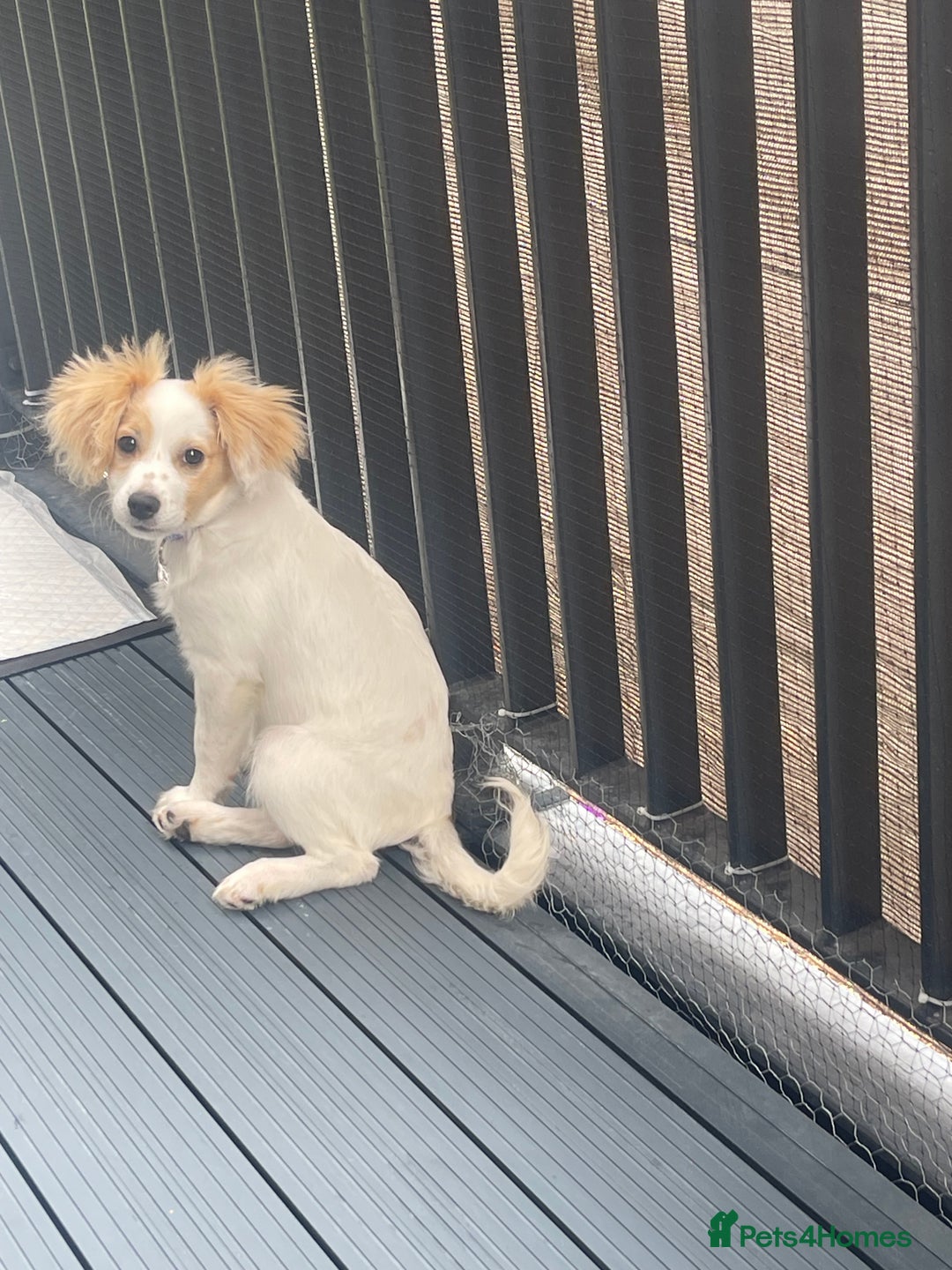 Mixed Breed dogs for sale: 4 month old female Cockerspaniel x Pom puppy - Image 2