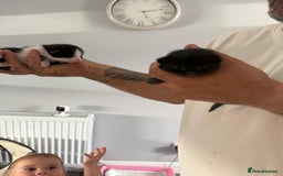 Mixed Breed cats for sale: 2 male kittens  - Image 4