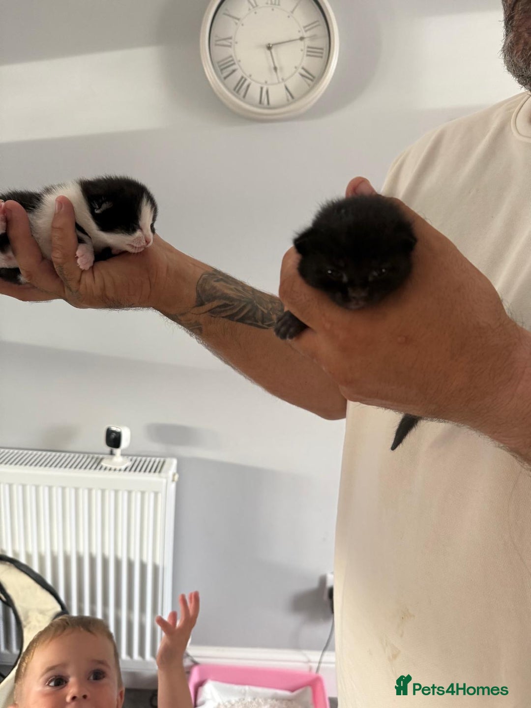 Mixed Breed cats for sale: 2 male kittens  - Image 4