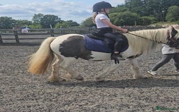 Irish Cob horses for sale: 13.3hh  coloured mare cob  - Image 9