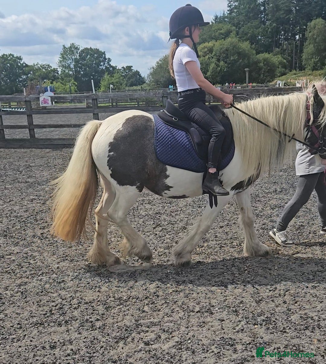 Irish Cob horses for sale: 13.3hh  coloured mare cob  - Image 9