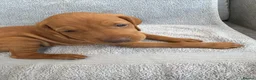 Hungarian Vizsla dogs for sale: 🐾 10 Beautiful Hungarian Vizsla Puppies 🐾 - Advert 9