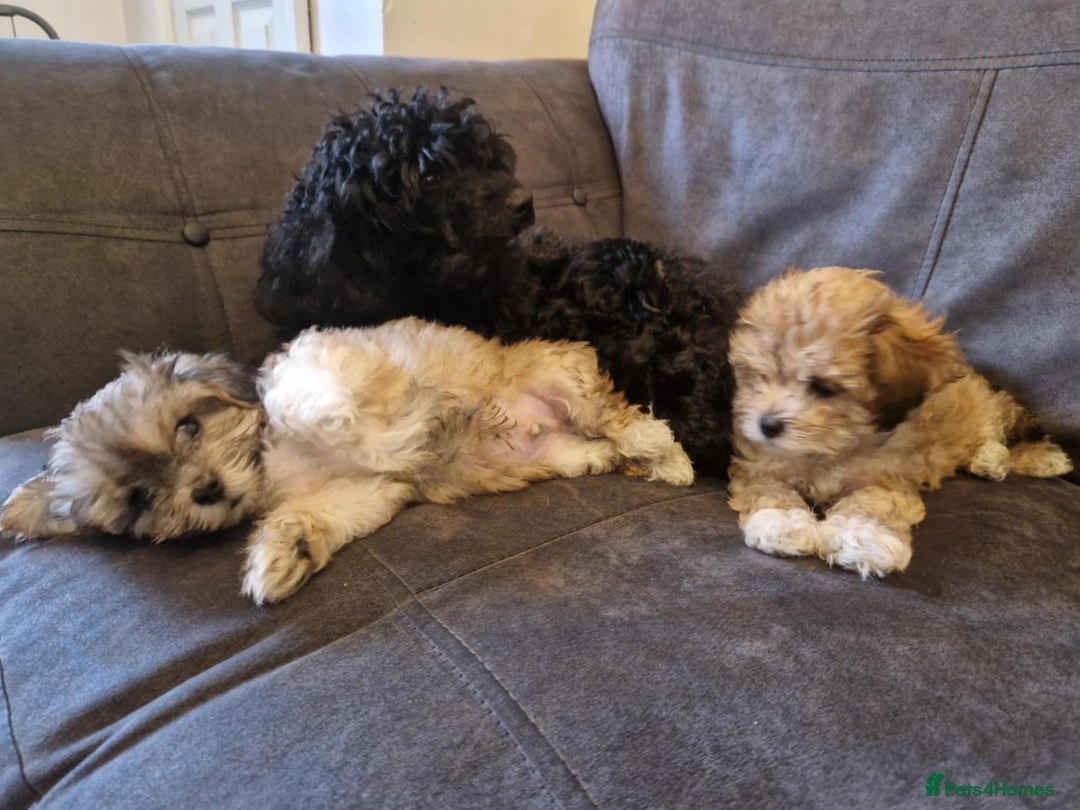 Maltipoo dogs for sale: MALTIPOO 🥰🥰 READY TO LEAVE  - Advert 32
