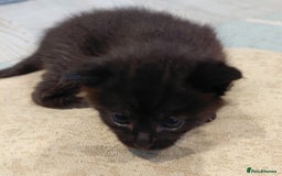 Maine Coon cats for sale: Fluffy shiny half maine coon - Image 9