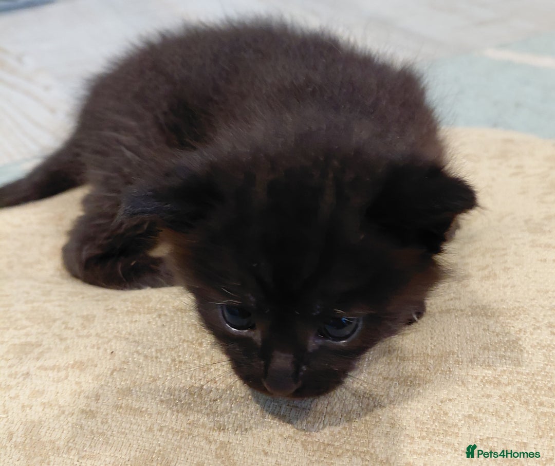 Maine Coon cats for sale: Fluffy shiny half maine coon - Image 9