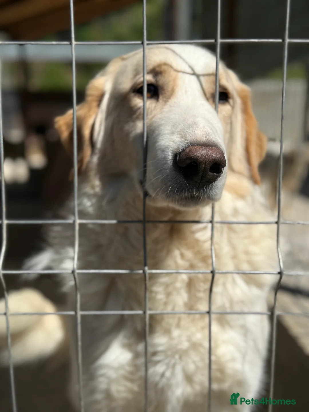 Mixed Breed dogs for adoption: Levi is searching for a family - Advert 5