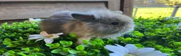 Mini Lion Lop rabbits for sale: Mini lion lops  - Advert 11