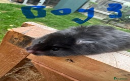 Hamster rodents for sale: Baby syrian hamsters males and females - Image 6