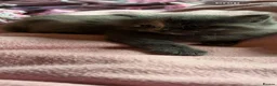 Nebelung cats for sale: ***Neblung cross ragdoll babies *** - Advert 9
