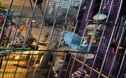 Ringnecks birds for sale: Blue male indian ringneck called buddy - Advert 1