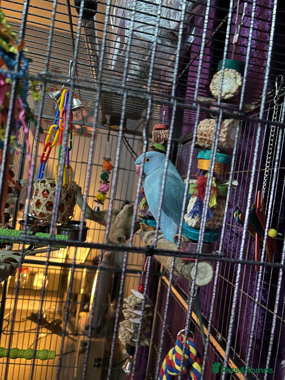 Ringnecks birds for sale: Blue male indian ringneck called buddy - Advert 1