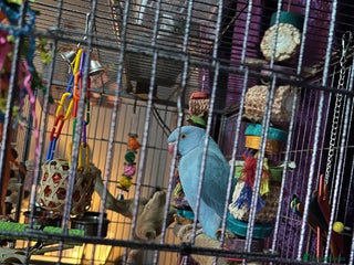 Ringnecks birds Blue male indian ringneck called buddy - Advert 1