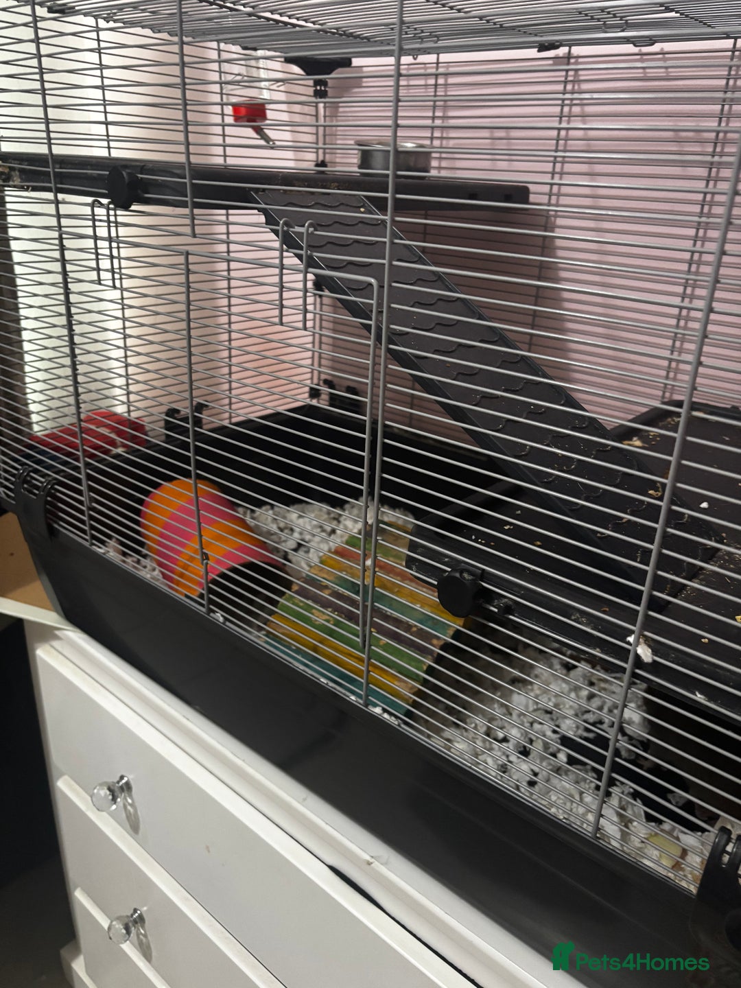 Rat rodents for sale: 3 male rats  - Image 3