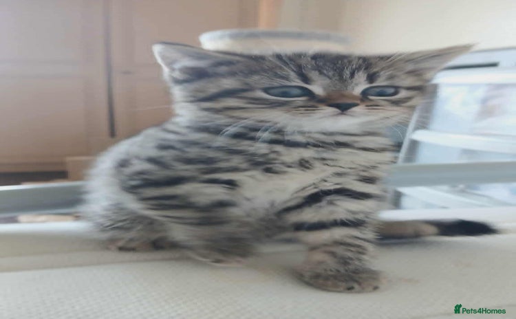British Shorthair cats - Advert 13