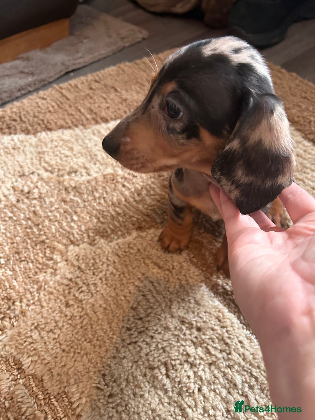 Miniature Dachshund dogs for sale: Dachshund puppies boys and girls ready now - Advert 8
