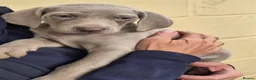 Weimaraner dogs for sale: Ready to leave. Stunning Weimaraner Puppies  in Bridgend - Advert 5