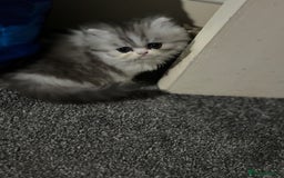 Persian cats for sale: Persian chinchilla kitten  - Image 10
