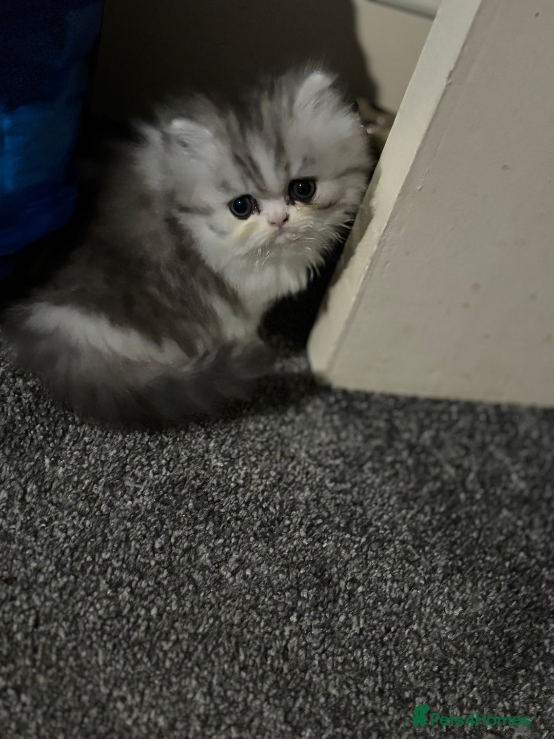 Persian cats for sale: Persian chinchilla kitten  - Image 10