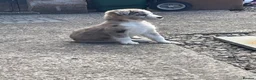 Mixed Breed dogs for sale: Siberian husky X Caucasian Shepard & pocket bully in Mold - Advert 9