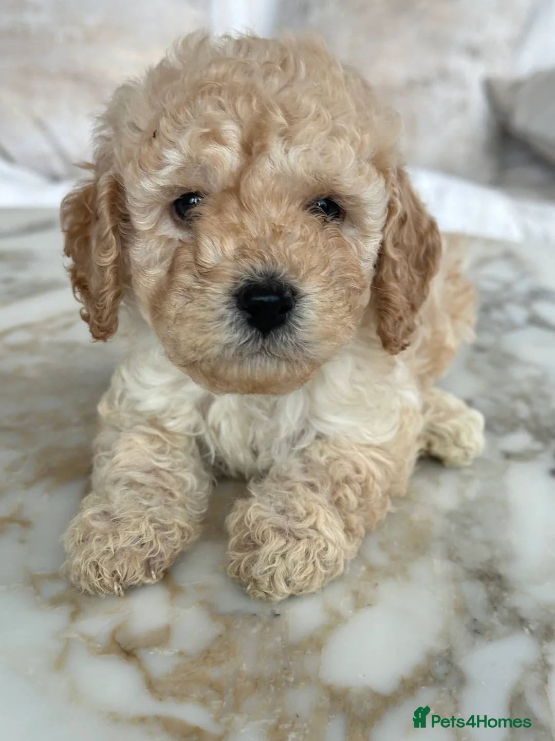 Miniature Poodle dogs for sale: Pedigree club registered 3 Miniature poodles!  - Advert 23