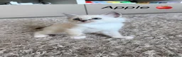 Siberian cats for sale: Beautiful Siberian Kittens – 3 Girls & 4 Boys 💙🩷 - Advert 19