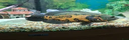 Cichlids fish for sale: Breeding Pair of Tiger Oscars - Advert 3