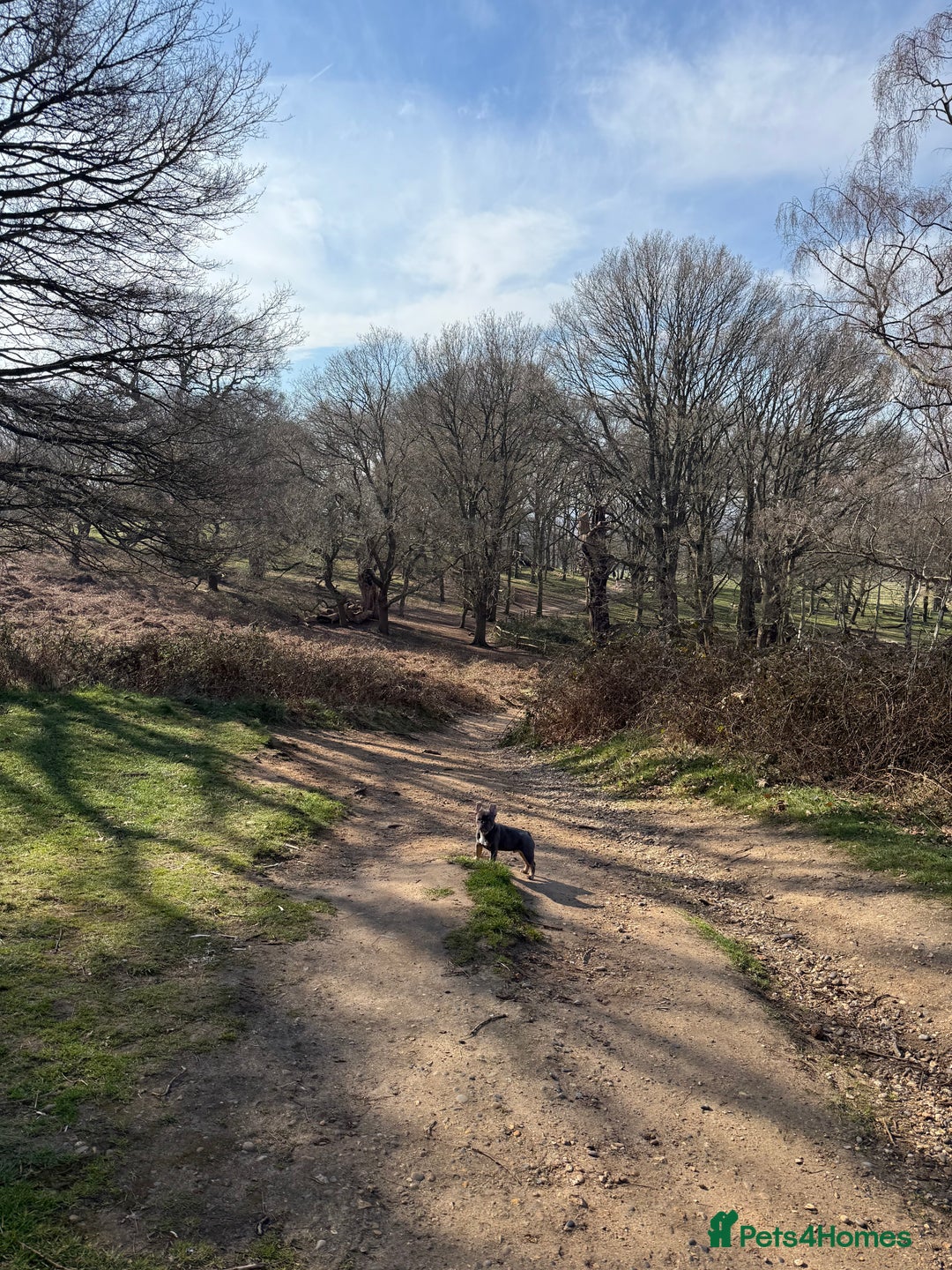 French Bulldog dogs for stud: 🐾 FRENCH BULLDOG STUD – MEET REGGIE! 🐾 - Advert 9