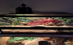 Python Snake reptiles for sale: Banana pastel ball python  - Image 2