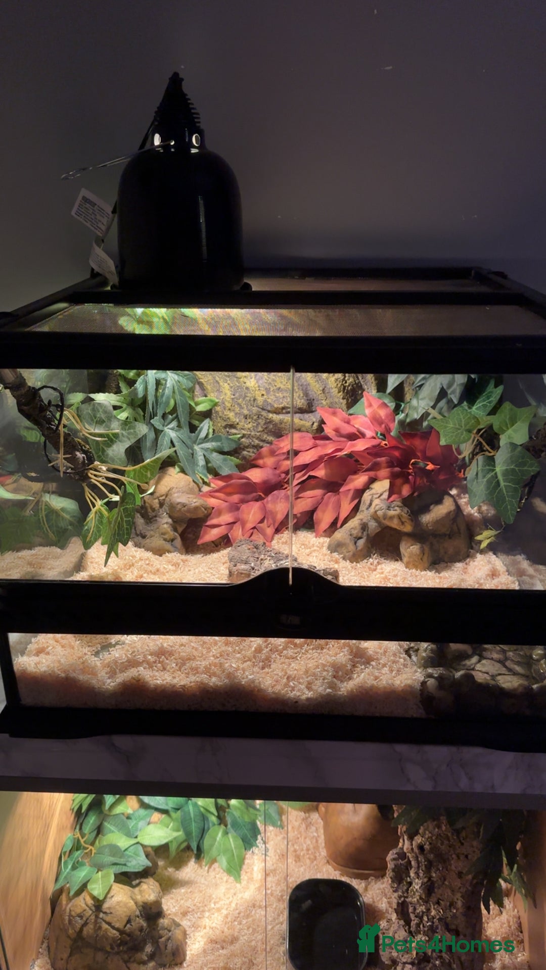 Python Snake reptiles for sale: Banana pastel ball python  - Image 2