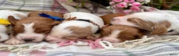 Poodle dogs for stud: Rare Red Tuxedo Moyen Poodle Stud - Advert 22