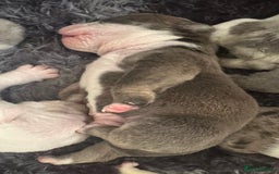 English Bulldog dogs for sale: 🌟 health tested parents 🌟 - Image 3