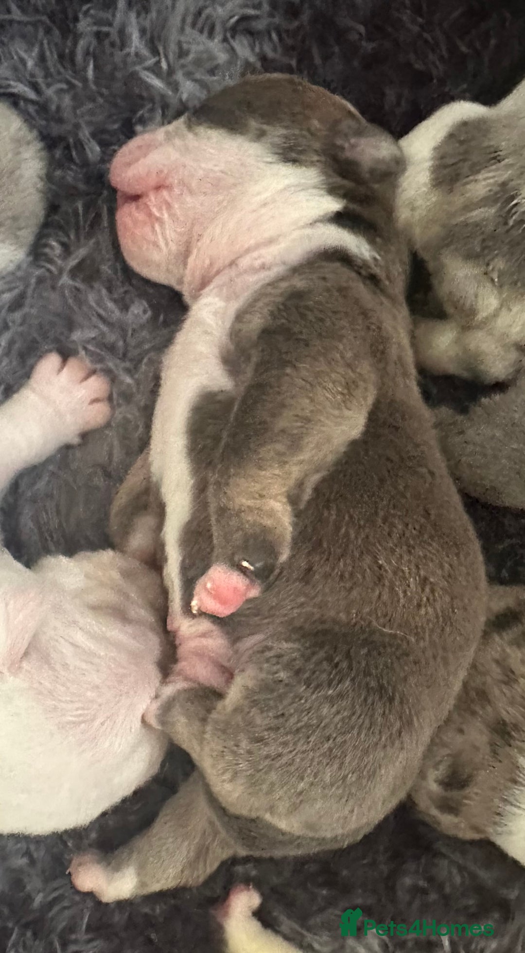 English Bulldog dogs for sale: 🌟 health tested parents 🌟 - Image 3