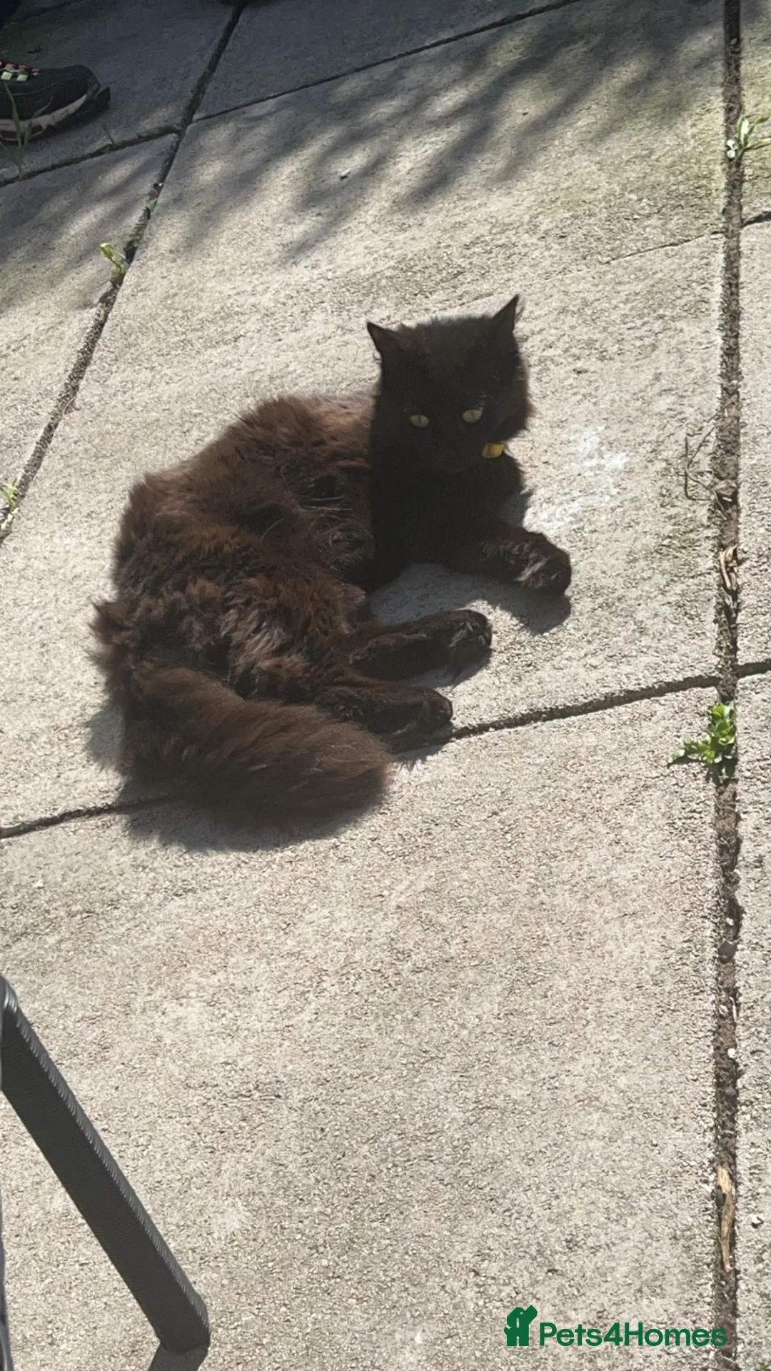 Mixed Breed cats for sale: American wire hair x Mainecoon  - Advert 1