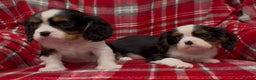 Cavalier King Charles Spaniel dogs for sale: 🌟 1st vaccine, vet checked & microchipped 🌟 - Advert 7