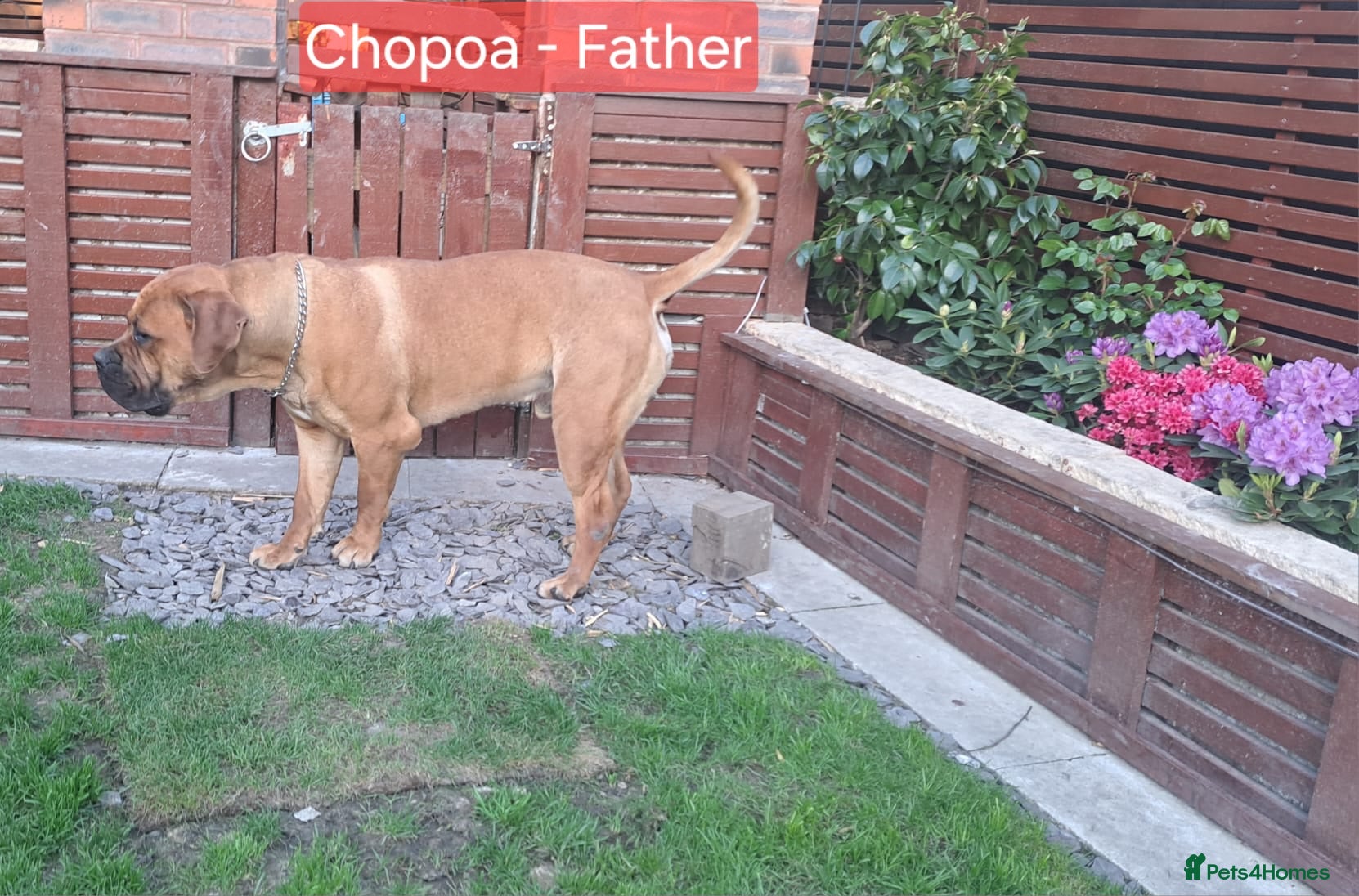 Boerboel dogs Boreboel Waiting List August 2026 - Advert 1