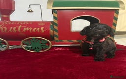 Cocker Spaniel dogs for sale: Working Cocker Spaniel Puppies - Advert 11