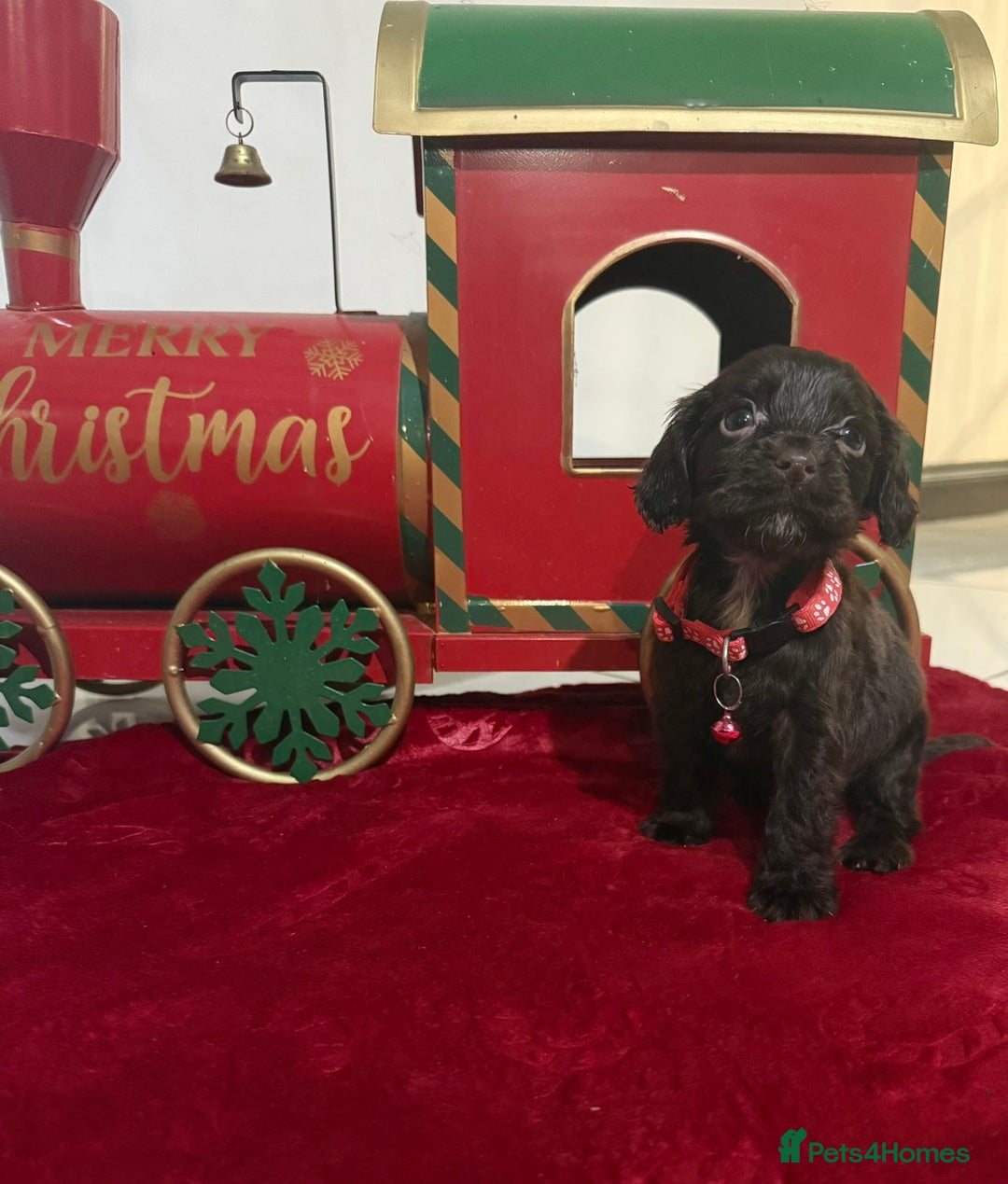 Cocker Spaniel dogs for sale: Working Cocker Spaniel Puppies - Advert 11